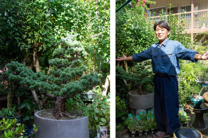 【欅・ケヤキ】小品盆栽　将来有能　出来◎ 勝華園 Home | kunpuen