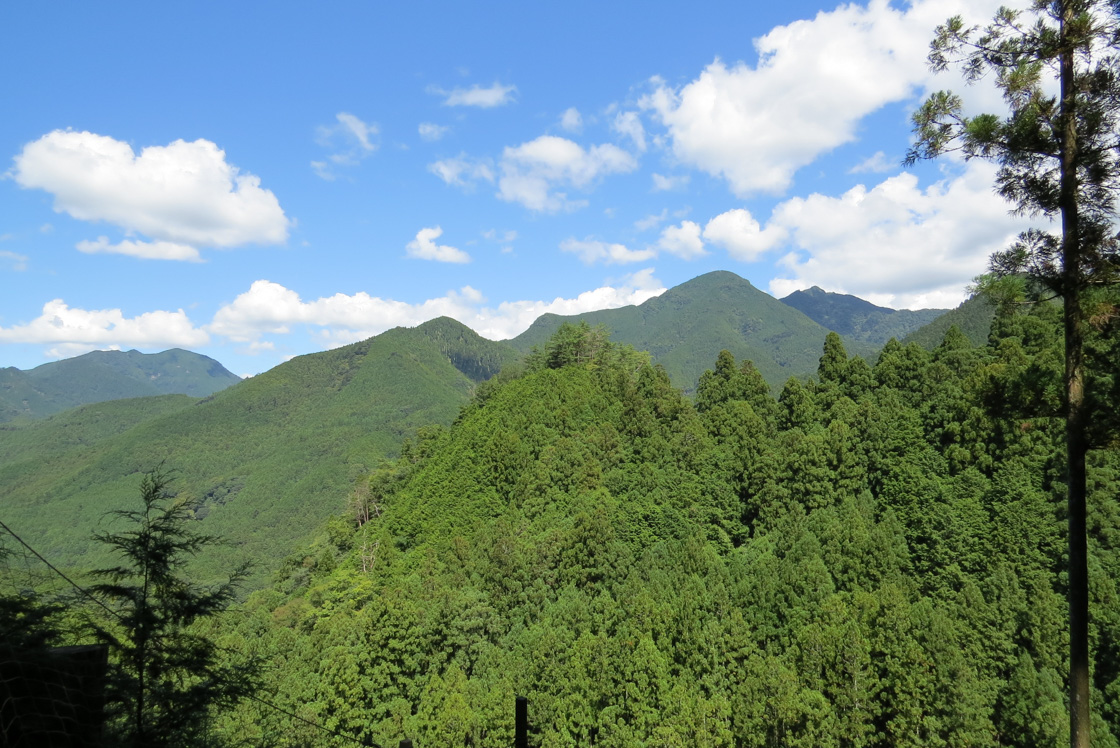 針葉樹と広葉樹
